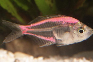 Staklo: sve o transparentnoj ribi Staklo: sve o transparentnoj ribi